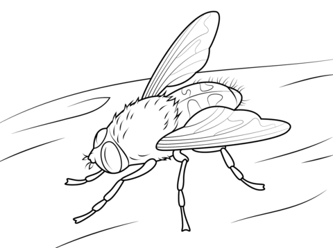 Cluster Fly Coloring Page